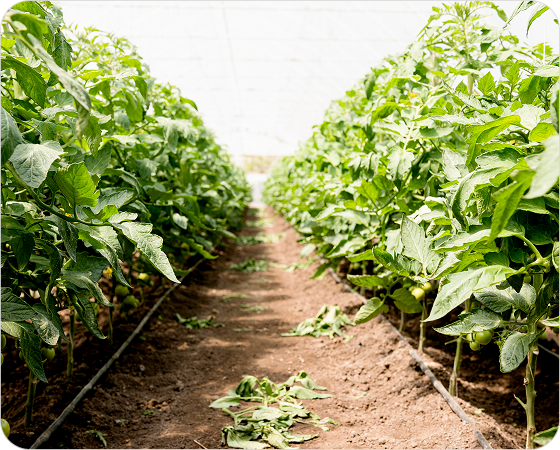 Agriculture