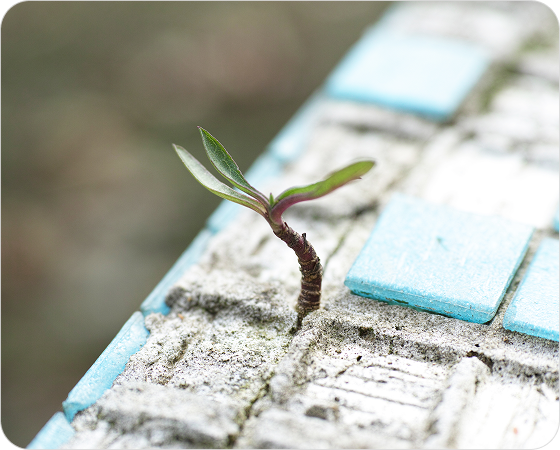 a plant sappling